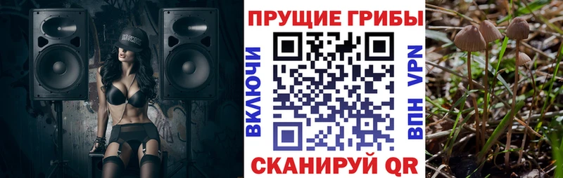 цены   Шлиссельбург  Псилоцибиновые грибы Psilocybe 
